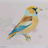 A4 hawfinch female nonbreeding plumage