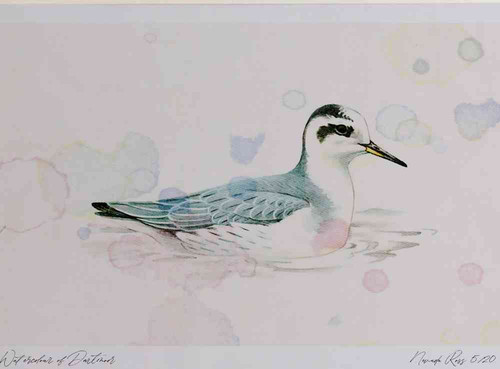 A4 grey phalarope.jpg