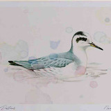 A4 grey phalarope