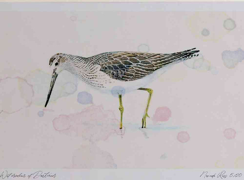 A4 greenshank breeding plumage.jpg