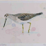 A4 greenshank breeding plumage