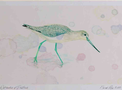 A4 greenshank nonbreeding plumage.jpg