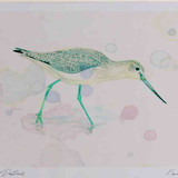 A4 greenshank nonbreeding plumage