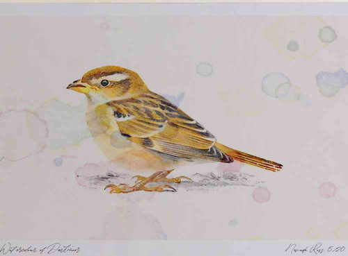 A4 house sparrow juvenile.jpg
