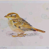 A4 house sparrow juvenile
