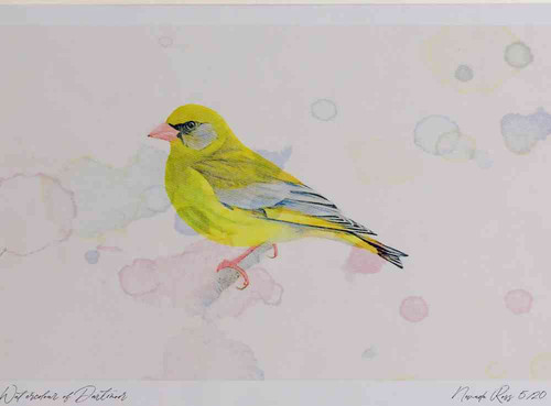 A4 greenfinch male.jpg
