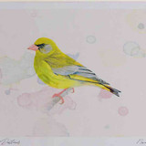 A4 greenfinch male