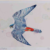 A4 hobby