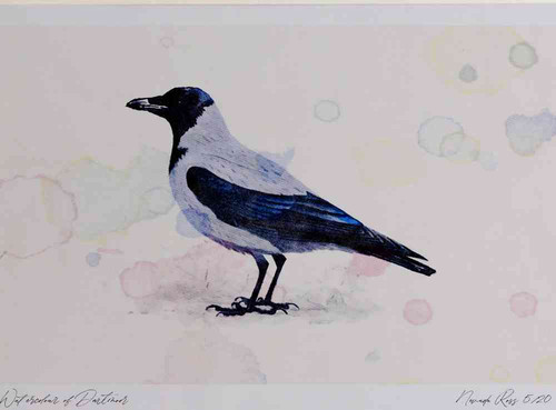 A4 hooded crow.jpg