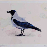A4 hooded crow
