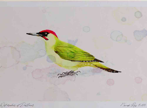 A4 green woodpecker male.jpg