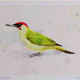 A4 green woodpecker male