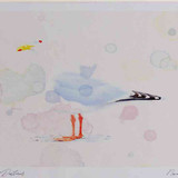A4 herring gull adult