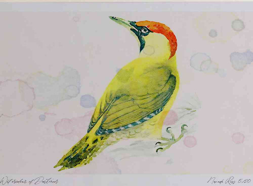 A4 green woodpecker female.jpg