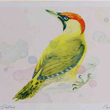 A4 green woodpecker female
