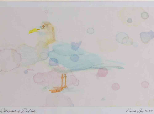 A4 iceland gull adult nonbreeding plumage.jpg
