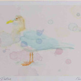 A4 iceland gull adult nonbreeding plumage