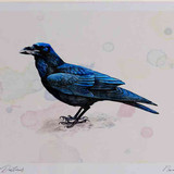 A4 raven