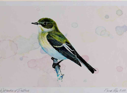 A4 pied flycatcher female.jpg