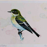A4 pied flycatcher female