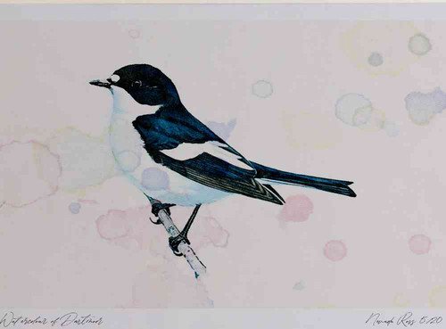 A4 pied flycatcher male.jpg