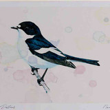 A4 pied flycatcher male