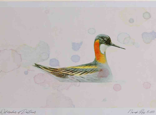 A4 red necked phalarope breeding plumage.jpg