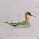 A4 red necked phalarope breeding plumage