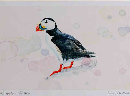 A4 puffin adult breeding plumage.jpg