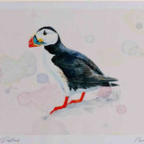 A4 puffin adult breeding plumage