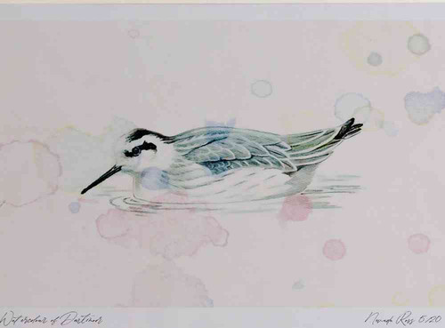 A4 red necked phalarope nonbreeding plumage.jpg