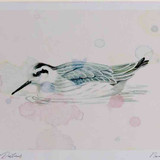 A4 red necked phalarope nonbreeding plumage