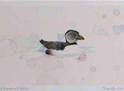 A4 puffin firstwinter.jpg