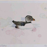 A4 puffin firstwinter
