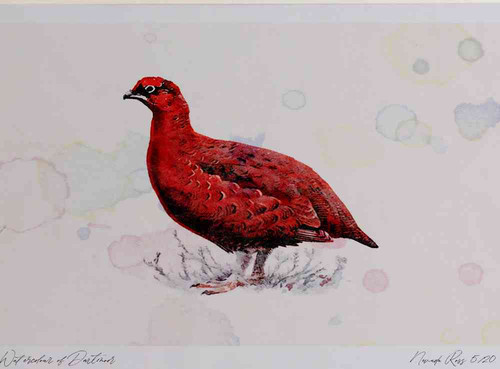 A4 red grouse male