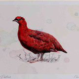 A4 red grouse male