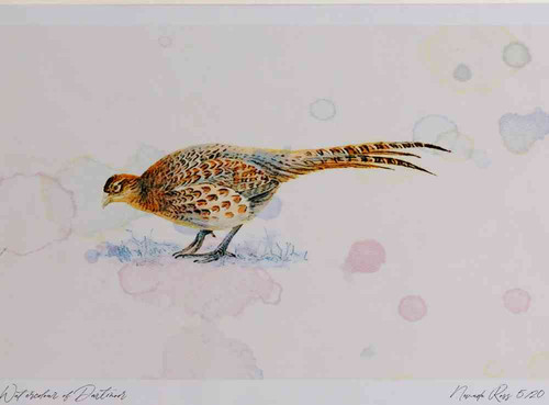A4 pheasant female.jpg