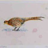 A4 pheasant female