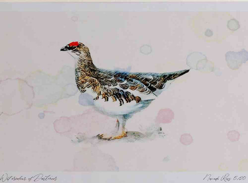 A4 ptarmigan.jpg