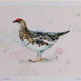 A4 ptarmigan