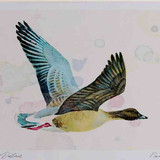A4 pink footed goose inflight