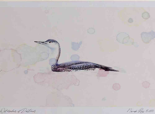 A4 red throated diver nonbreeding plumage.jpg