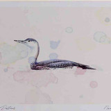 A4 red throated diver nonbreeding plumage