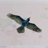 A4 raven inflight