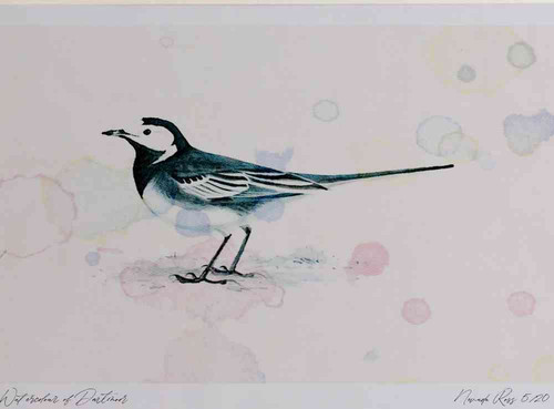 A4 pied wagtail adult.jpg
