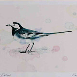 A4 pied wagtail adult