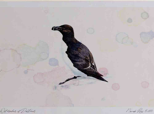 A4 razorbill breeding plumage.jpg
