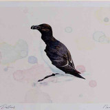 A4 razorbill breeding plumage