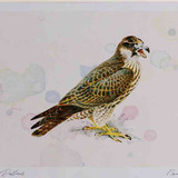 A4 peregrine juvenile