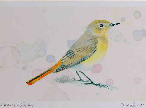 A4 redstart female.jpg